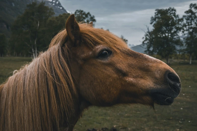 a close up of a brown horse on a field