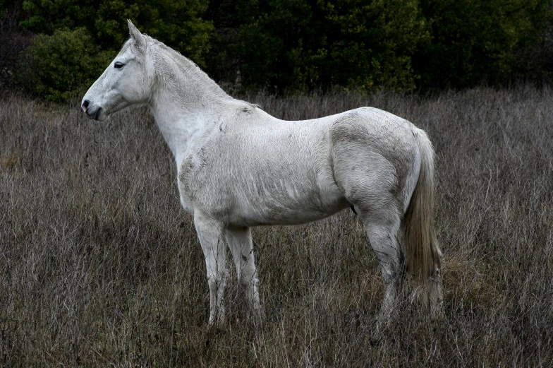 a white horse standing in some tall grass