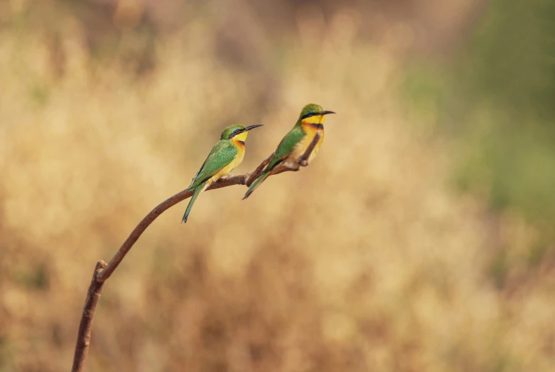 two small birds sitting on top of a plant