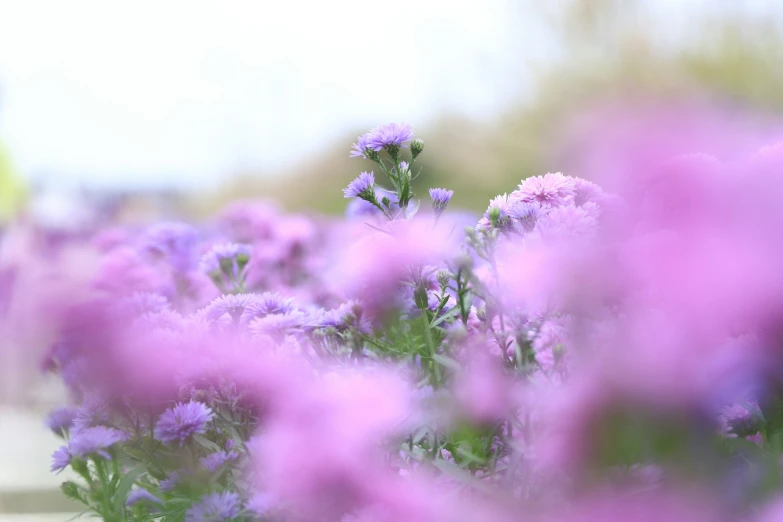 a bed of purple flowers in the grass