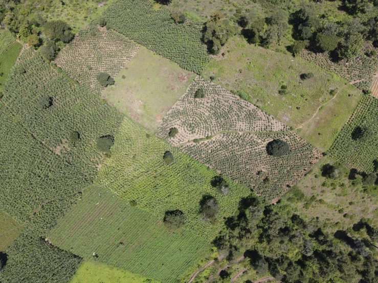 the aerial po shows several trees and grass