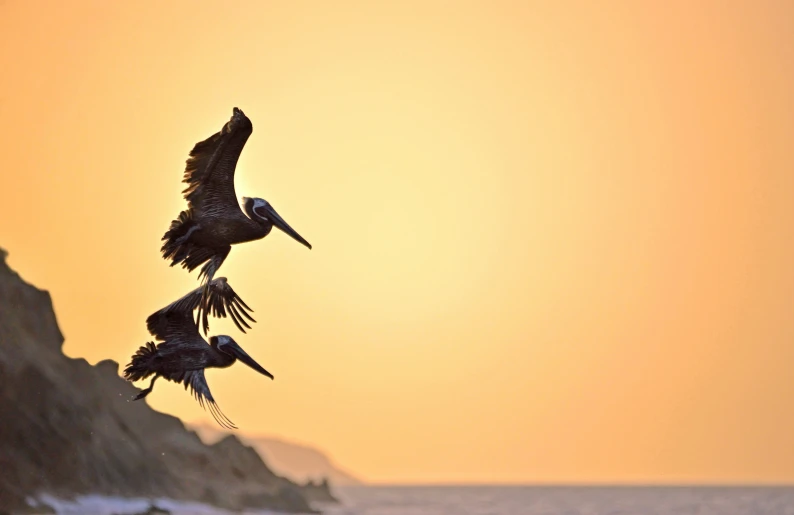 a flock of pelicans flying over the ocean at sunset