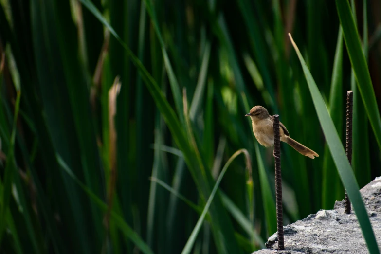 a small bird is perched on a piece of concrete