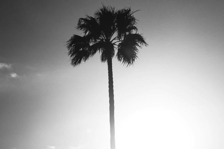 a tall palm tree on the side of a road