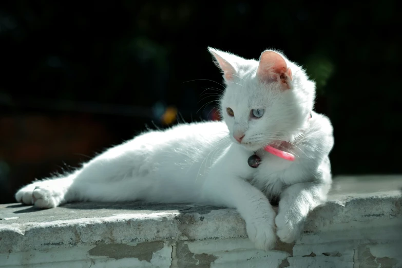 a white kitten lying on top of an old brick wall