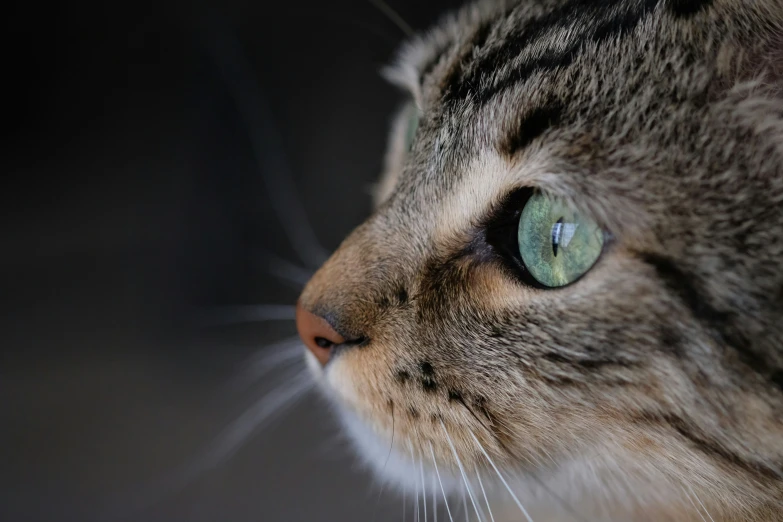 close up of cat's face with long white whiskers