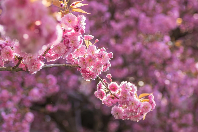 some pretty pink flowers hanging off of the side of a tree