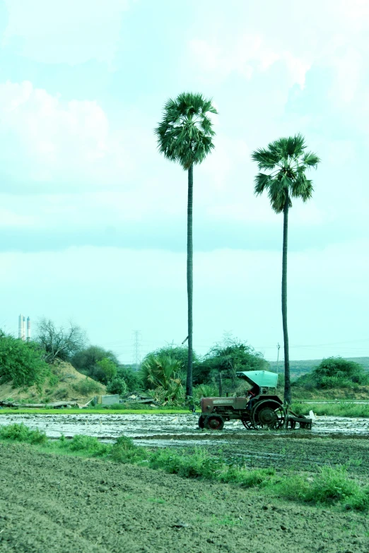 a plow is pulling two palm trees across the field