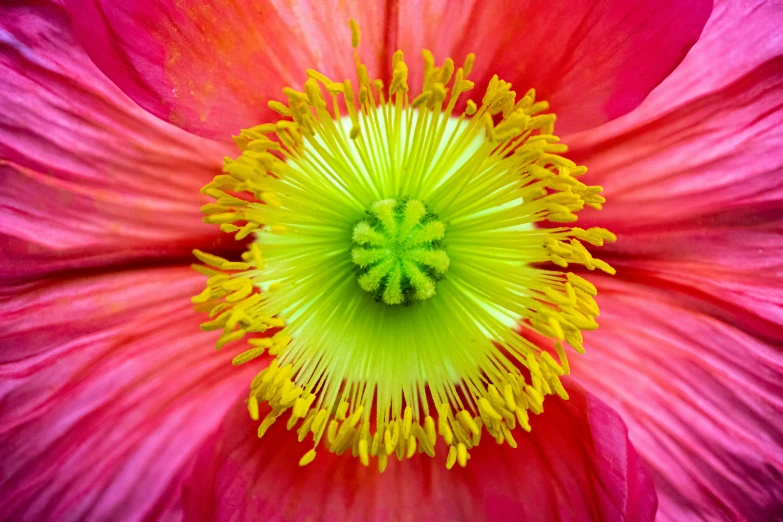 an image of a flower with a yellow center