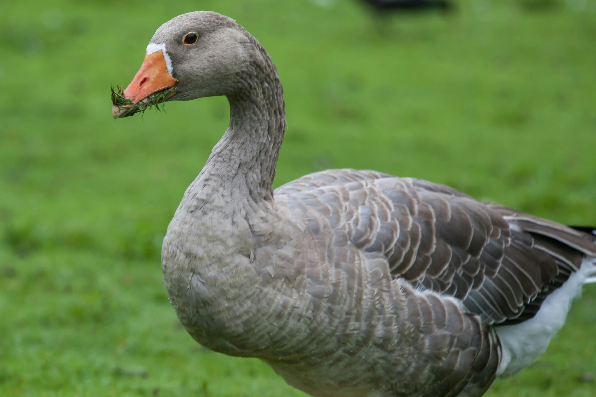 there is a duck that is walking in the grass