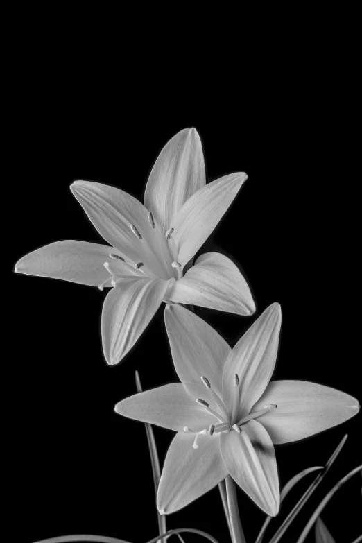 black and white flowers with leaves on top