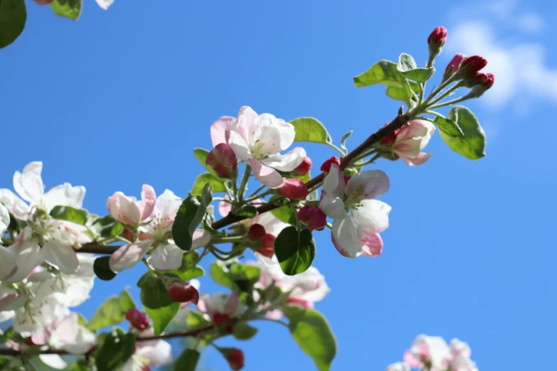 blooming apple blossoms with green leaves and blue sky