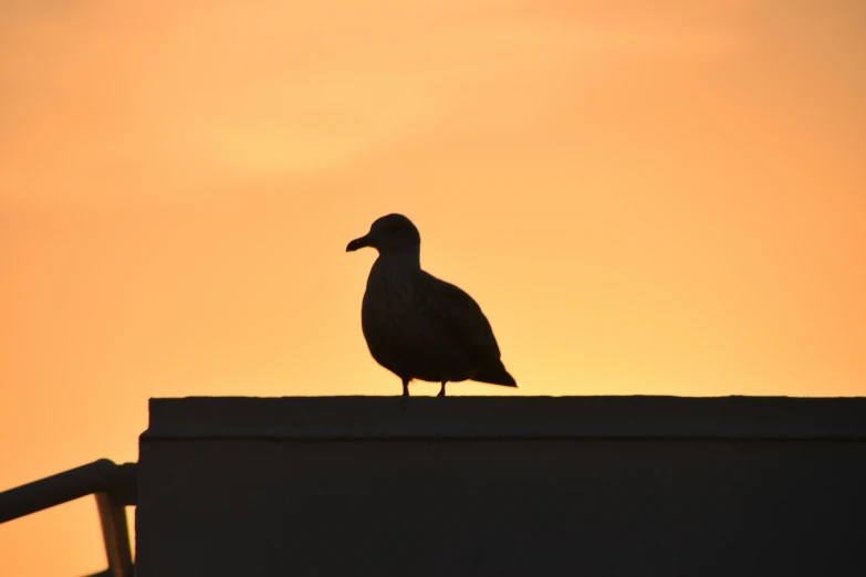 bird on top of wall watching setting sun