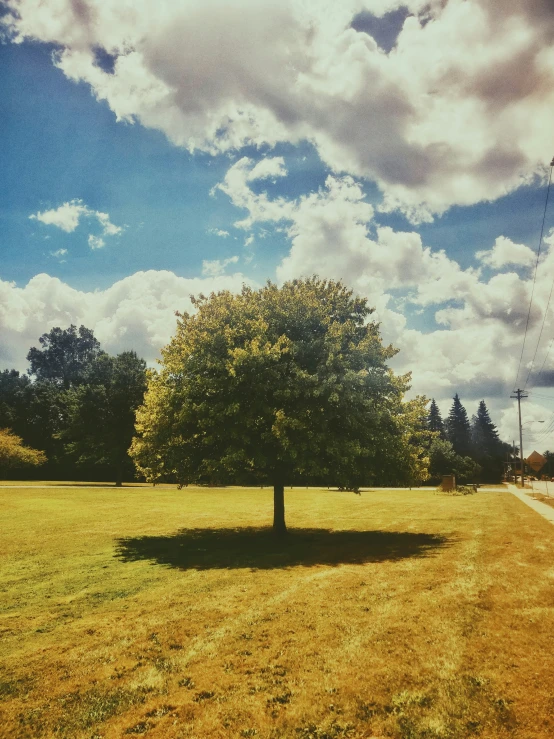 a lone tree standing in the middle of a grassy field