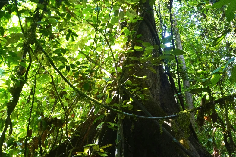 a tree in the jungle covered in green vines