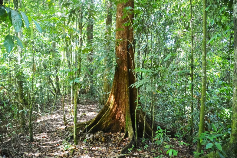 a large tree trunk stands in the middle of the rainforest