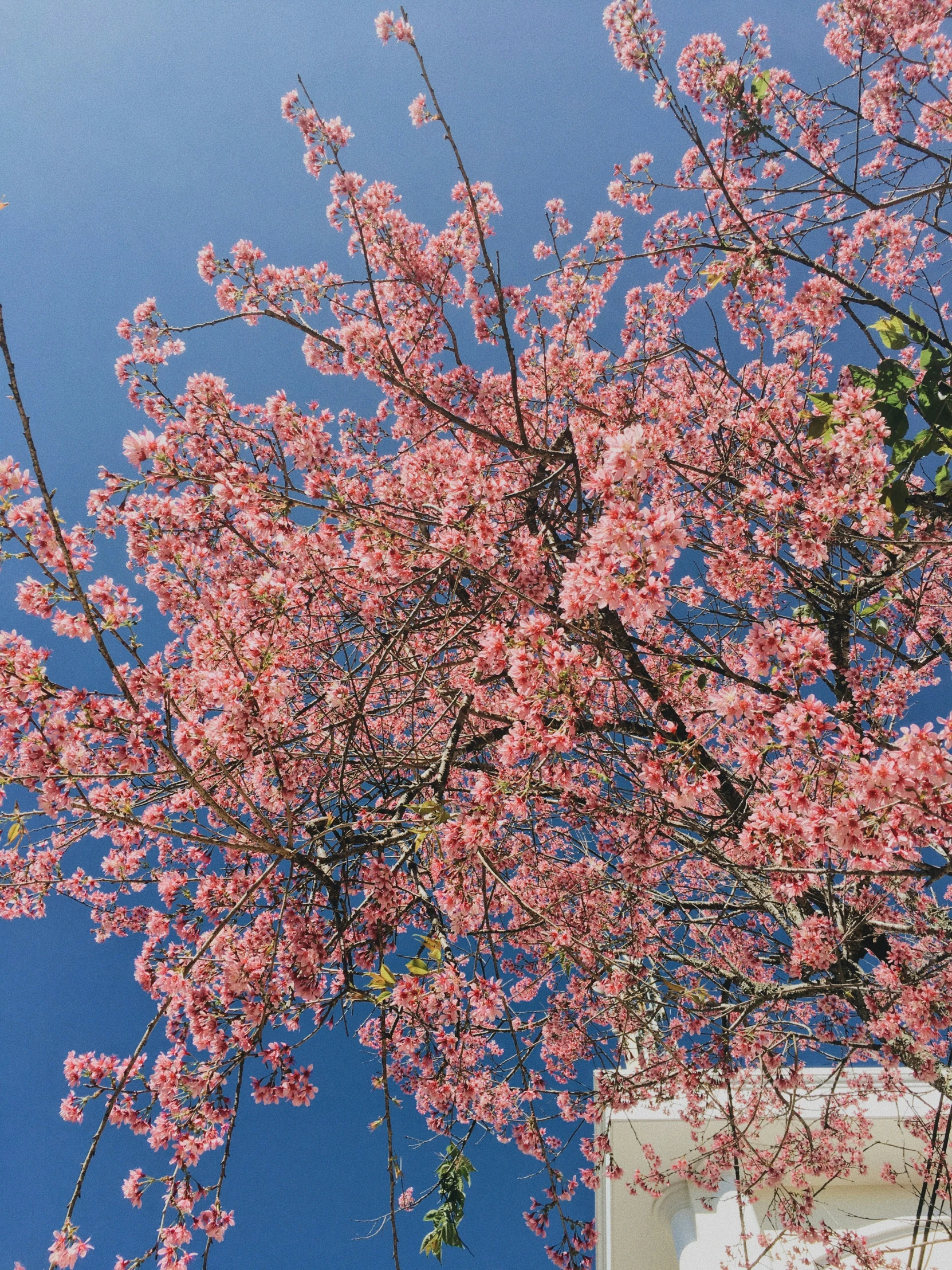 pink flowers on tree nch against clear blue sky