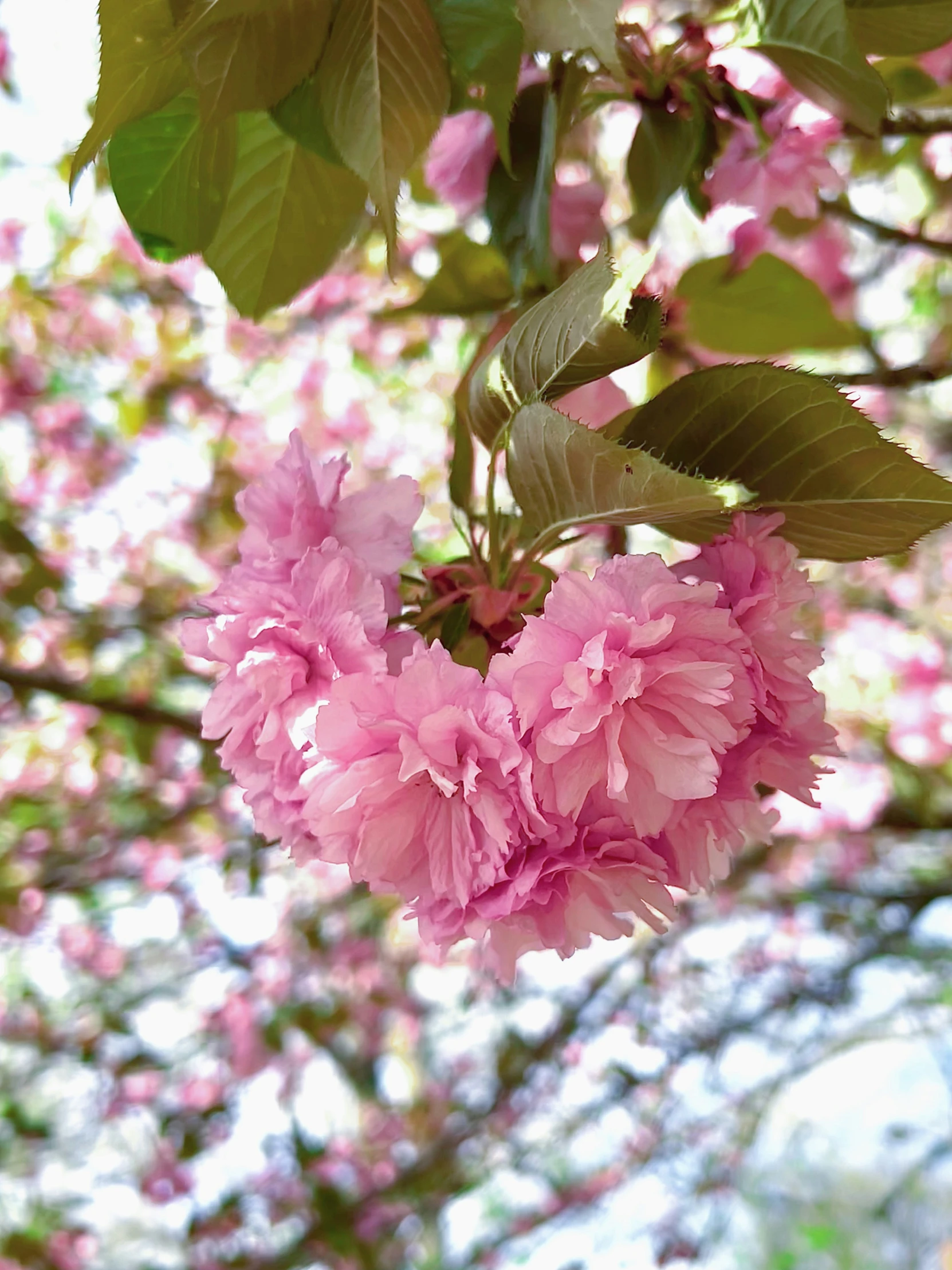 pink flowers growing from the tops of trees