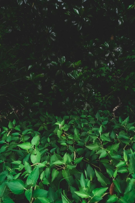 leaves with a green background with a stop light