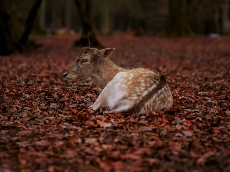 a deer lying on top of a carpet of leaves