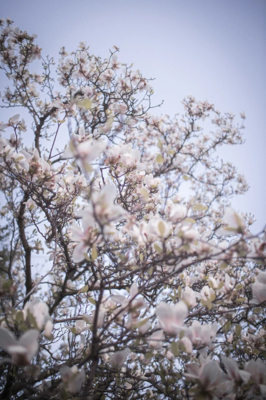 a tree filled with lots of white flowers