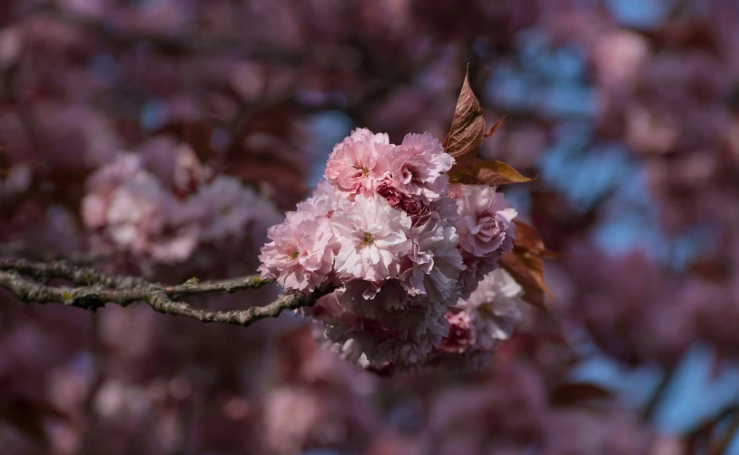 pink flowers blooming on a tree with lots of leaves