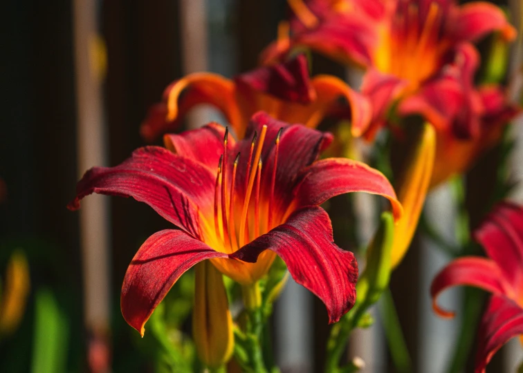 a group of red flowers with yellow petals