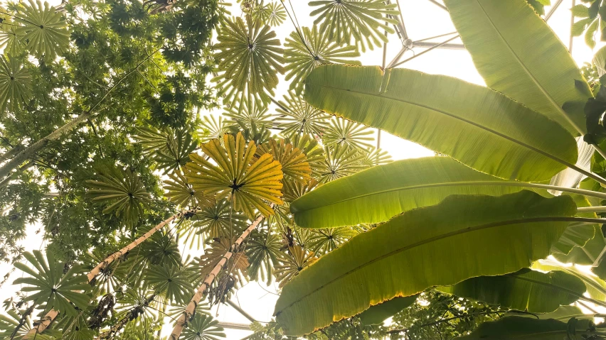 a large bunch of green plants growing out of the middle of a forest