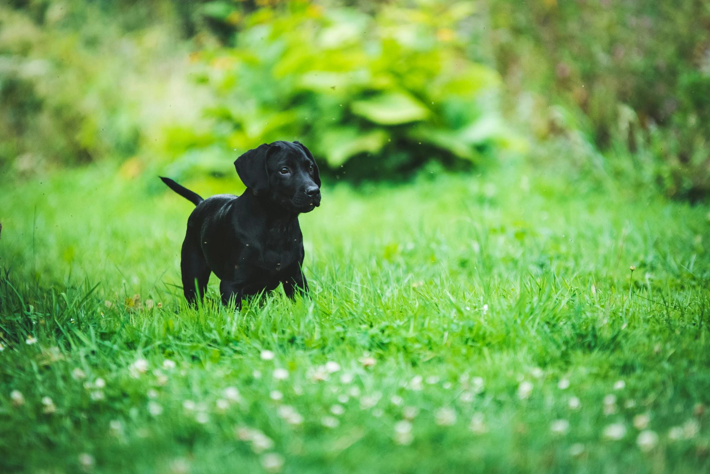 a puppy standing alone in the grass with a frisbee