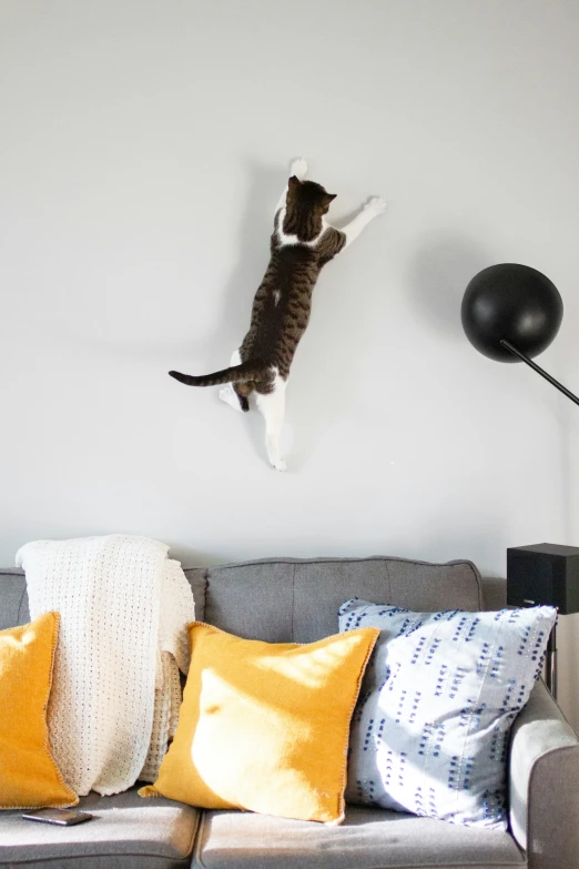 a cat hanging on the wall with his head up