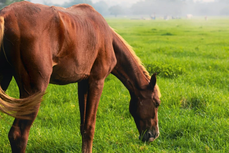 a horse with blonde hair eating grass