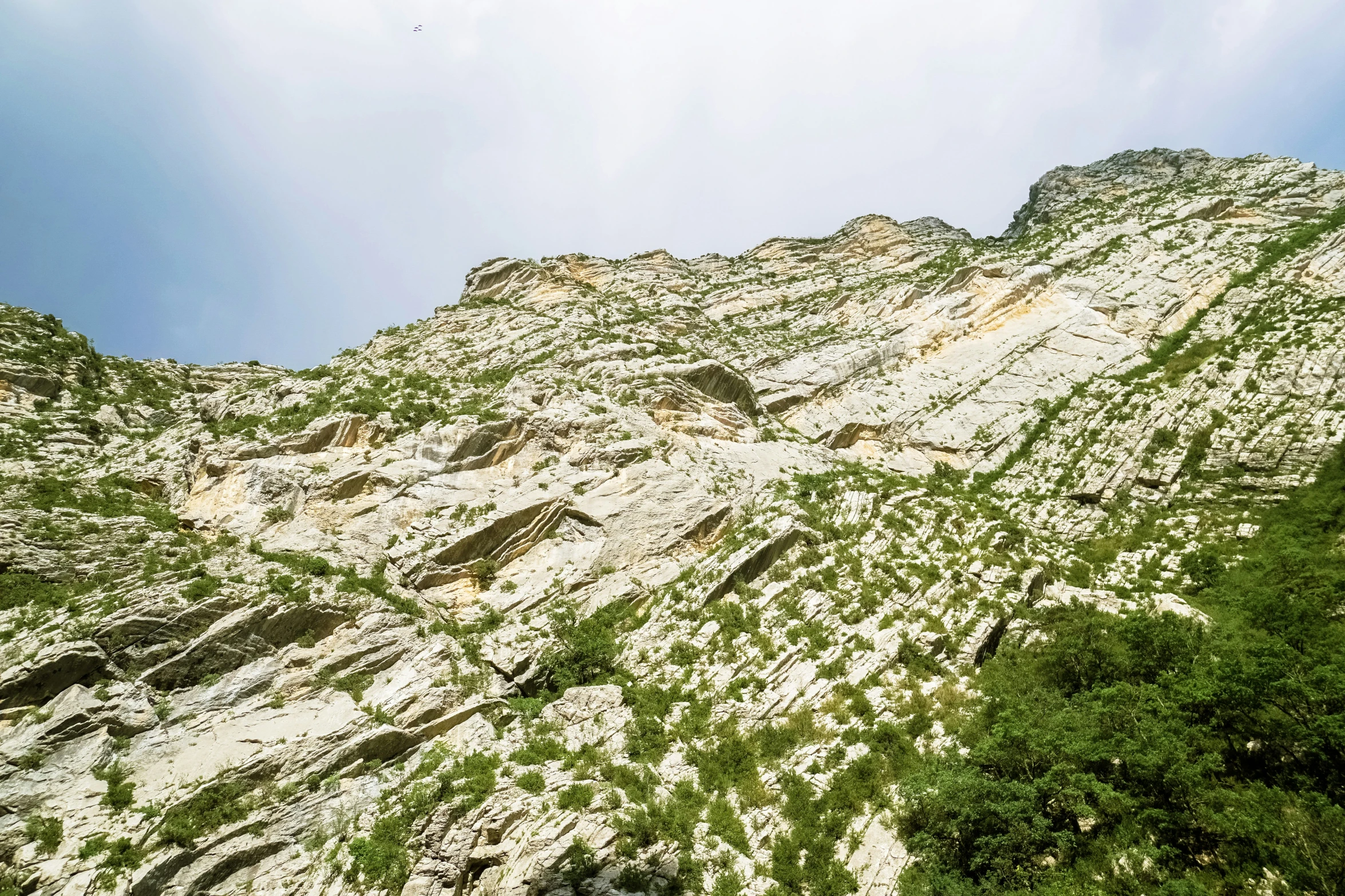 trees at the bottom of a steep mountain