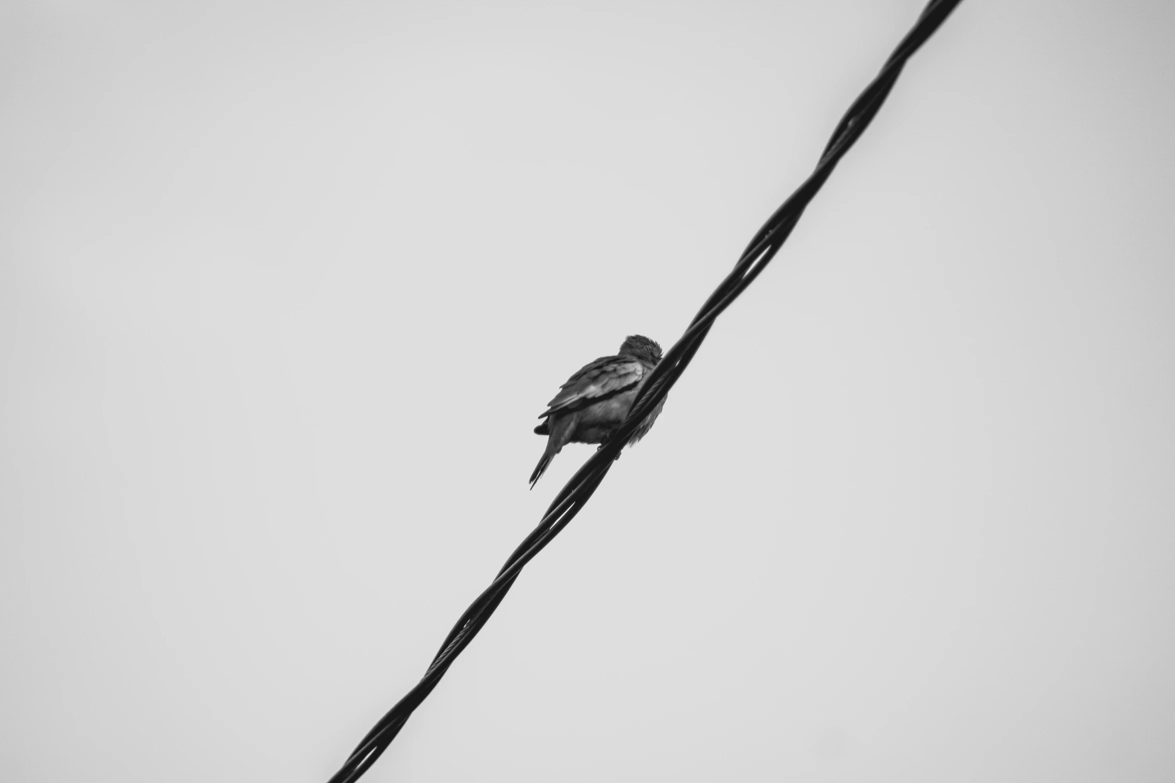 black bird sitting on wire with sky in background