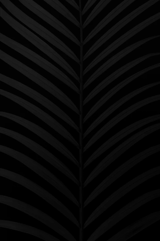 black and white po of a plant in the dark