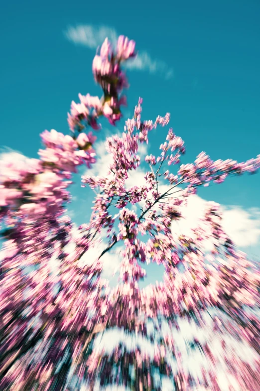 a tree with purple flowers in a blue sky