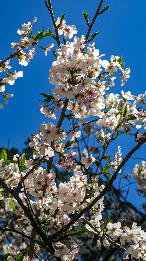 a tree has white flowers on it with a bright blue sky behind