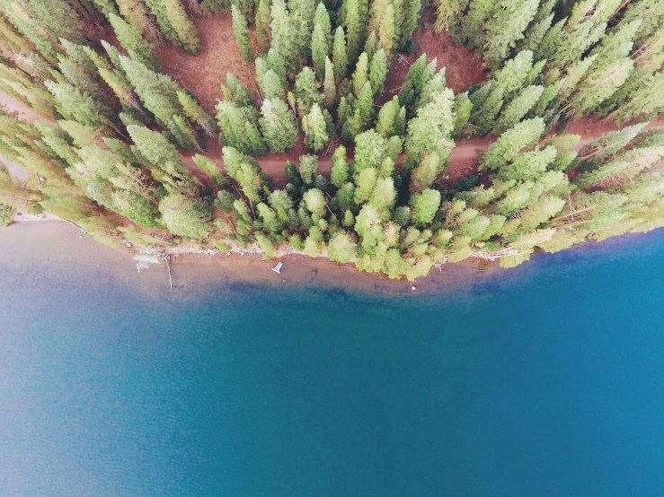 the aerial view of trees and a body of water