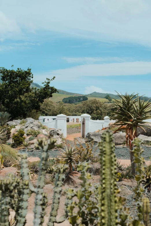 desert scene with cactus trees in foreground