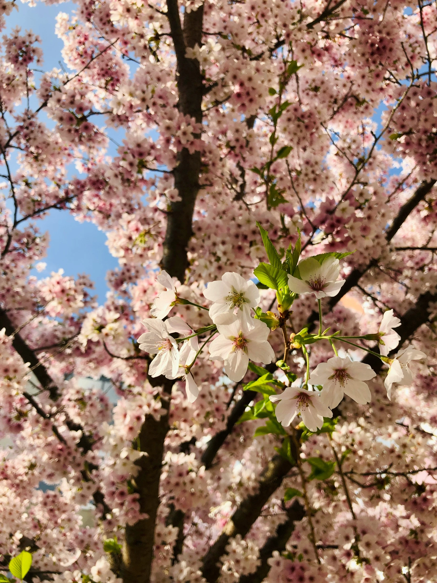 a tree with lots of white flowers is in the sunlight