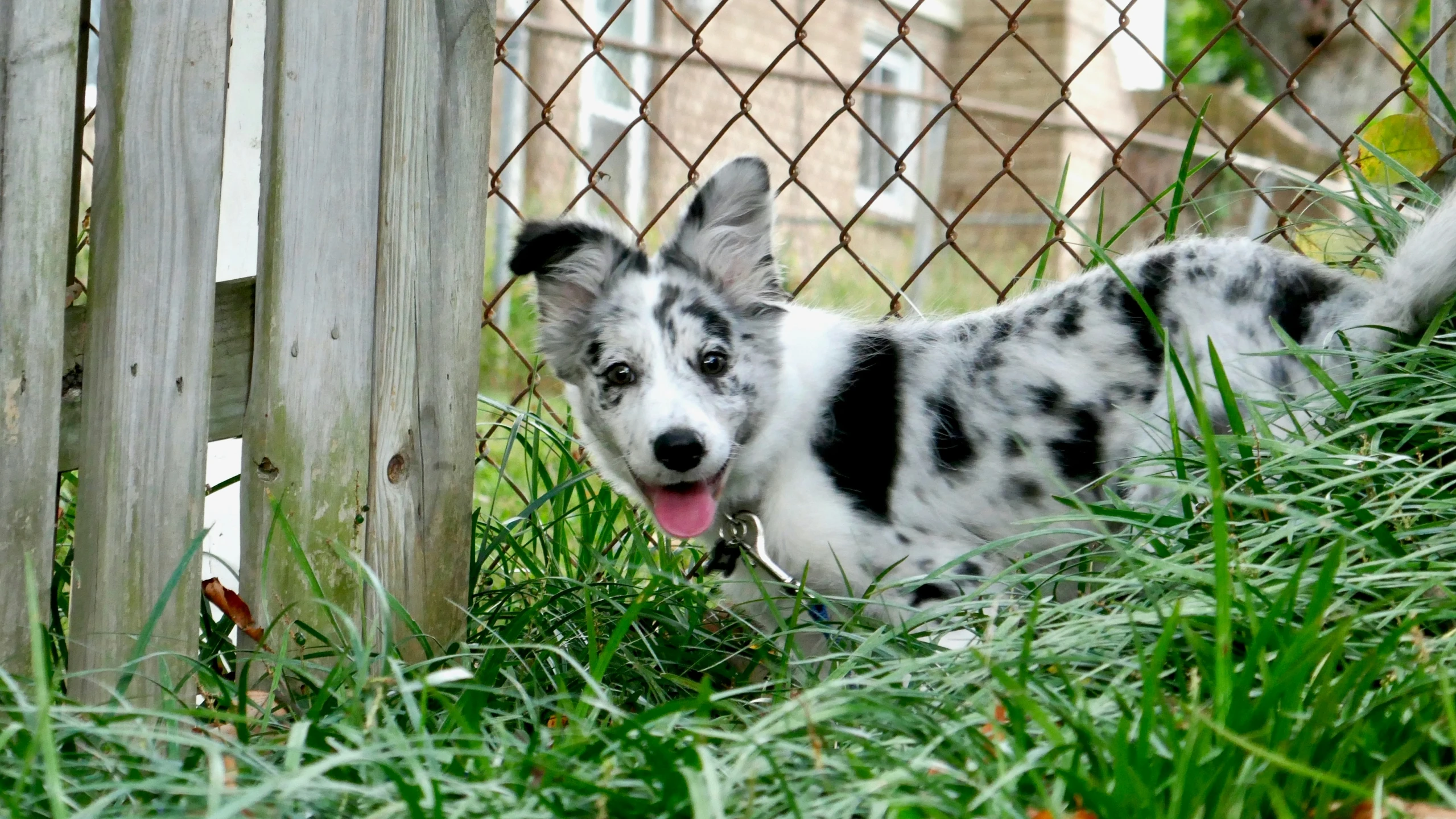 the puppy has just taken a nap from the fence