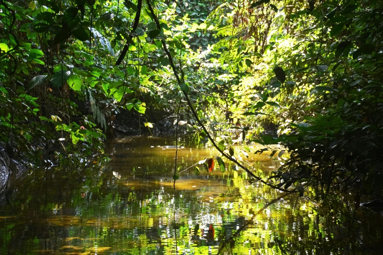 a creek with lots of water running through it