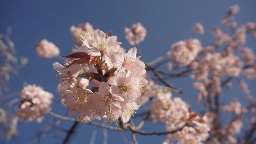 a blooming nch of a tree with flowers