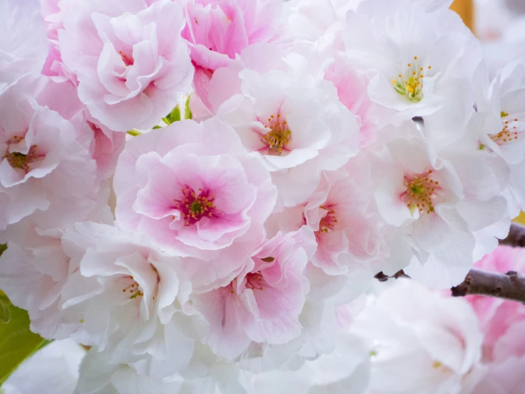 a close up of some flowers on a plant