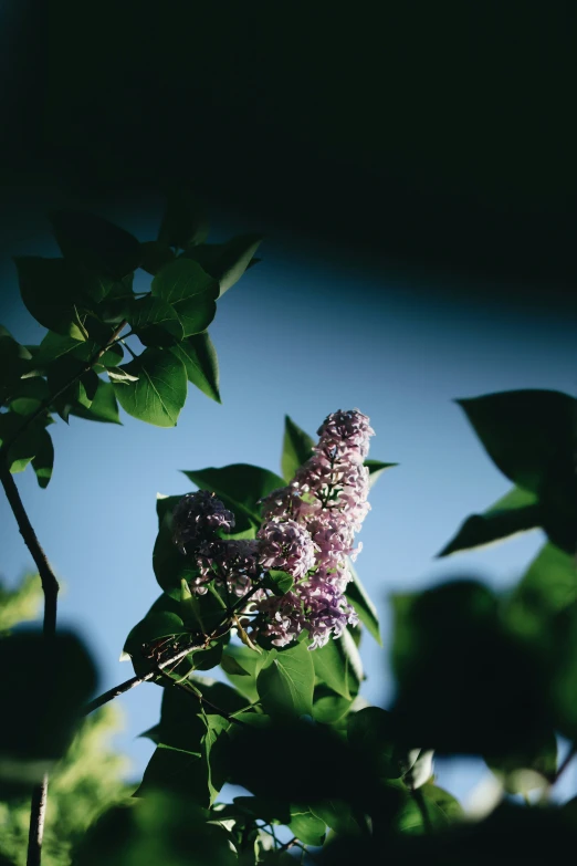 a single flower is growing on top of a purple flower