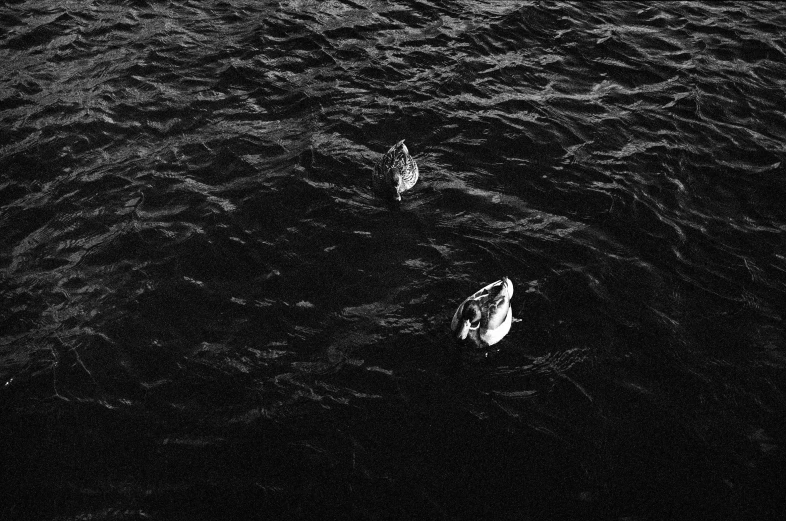 black and white po of two swans in water