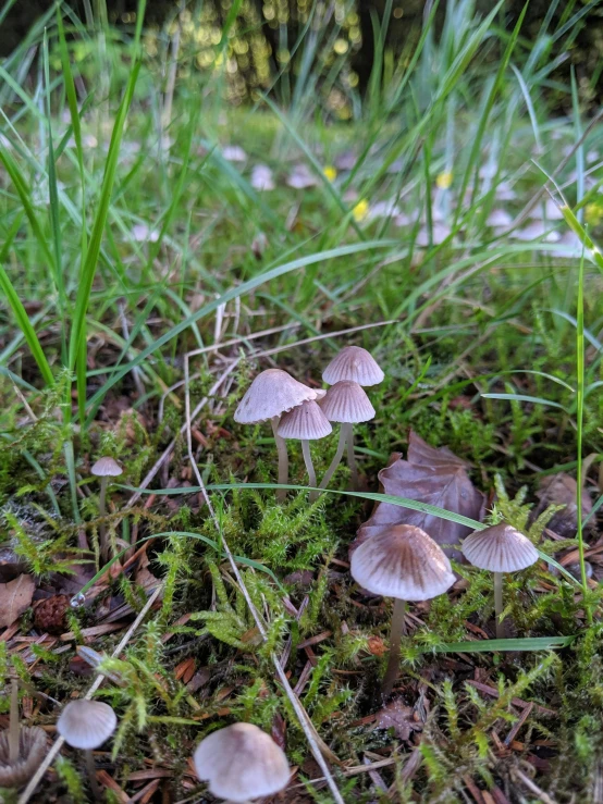 small mushrooms that are growing on the ground