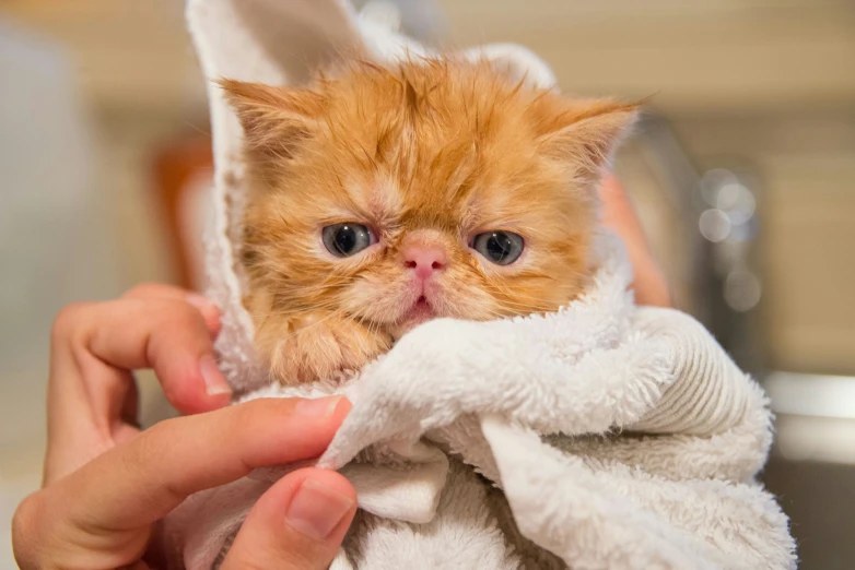 the hand of a person holding a small orange kitten wrapped in a towel