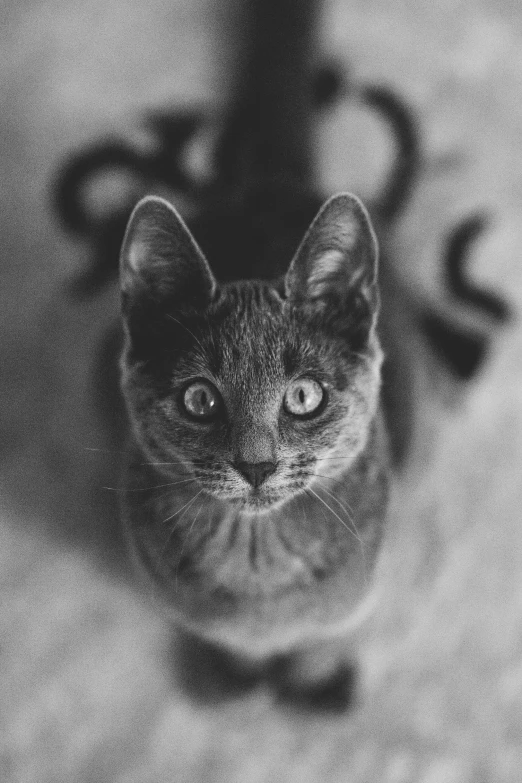 an adorable brown cat sitting in the dark