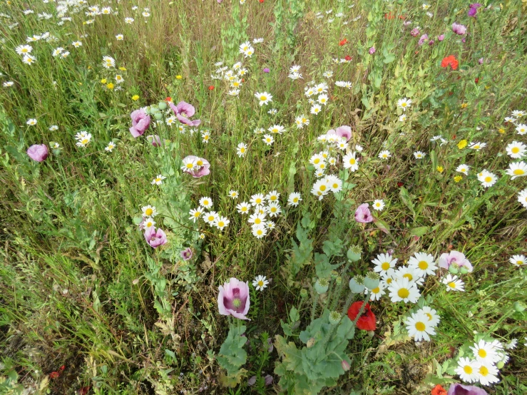 a large field with a lot of flowers growing in it