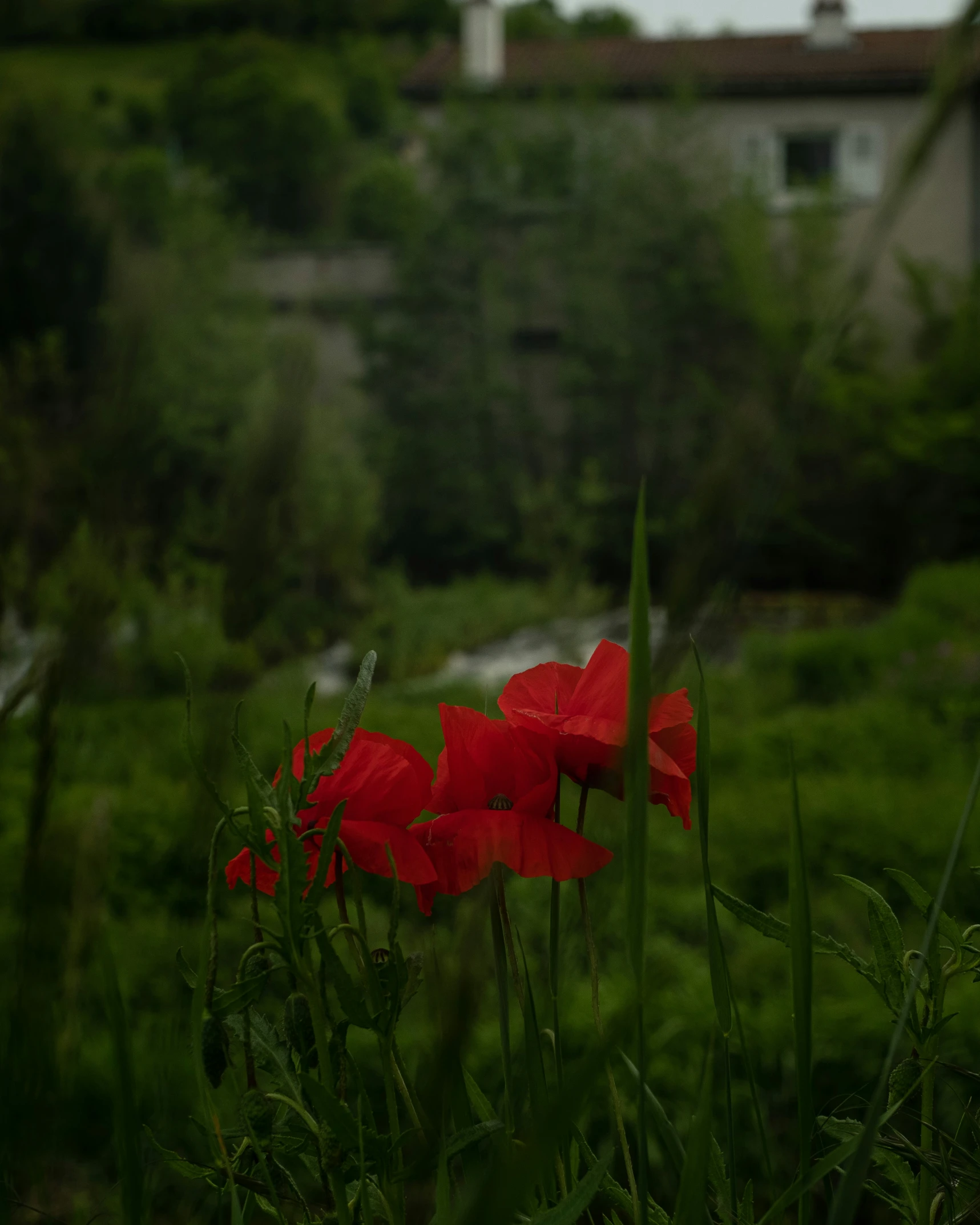 a po of some red flowers in the green field